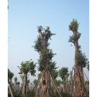 黃葛樹(shù)大樹(shù)銷(xiāo)售熱線