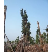 供應(yīng)Ф111cm成都黃葛樹大樹，黃葛樹大樹苗圃