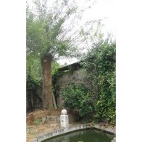 安慶龍山名樹園出售大規(guī)格皂角