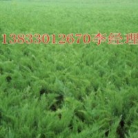 曲陽沙地柏銷售/保定出售沙地柏