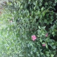 紅葉桃 榆葉梅 紅梅 綠梅 海棠