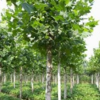 12——20公分帶帽速生法桐