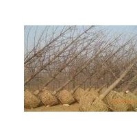 綠化苗木，國(guó)槐，核桃苗