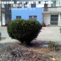 供你所求 應你所要雀舌黃楊, 金邊黃楊 ,大葉黃楊