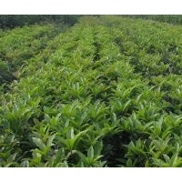 成都佛頂珠價(jià)格 成都佛頂珠報(bào)價(jià) 佛頂珠品種 佛頂珠規(guī)格