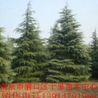 求購雪松.找厚松.雪松產(chǎn)地.有厚松