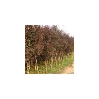 榆樹，椿樹，五桷楓，紫葉李