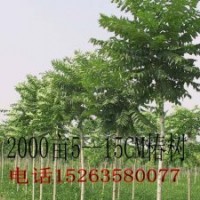 椿樹(shù)-毛白楊-１０７-柳樹(shù)-國(guó)槐-法桐-合歡.