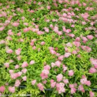 繡線菊,金絲梅，錦帶