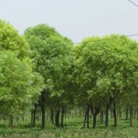 速生柳專業(yè)供應(yīng)海源廠家