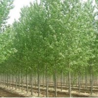 供應(yīng)速生楊