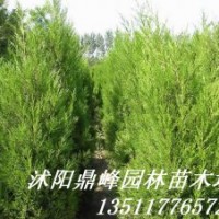 供應(yīng)綠化苗:蜀檜,龍柏、地柏，扶芳藤,金葉女貞，紅葉小檗