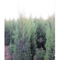 供應(yīng)竹柳、蜀儈、紫薇、櫻花、白蠟