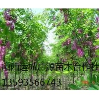 香花槐出售、2-3公分香花槐、價(jià)格優(yōu)惠