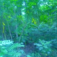 火炬樹,毛白楊,107速生楊,刺槐,國槐