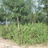 低價(jià)處理紅王子錦帶