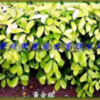 黃金榕產(chǎn)地，福建黃金榕供應(yīng)，黃金榕價(jià)格
