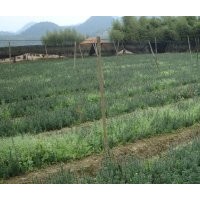 曼地亞紅豆苗杉二年半苗200多萬(wàn)直銷