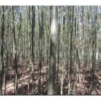 出售柳樹(shù)苗 楊樹(shù)苗 水臘苗 榆樹(shù)苗 占地苗 海棠苗 紫葉李苗