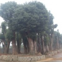 香樟樹(shù)價(jià)格，切桿香樟價(jià)格，骨架移栽香樟價(jià)格，截桿移栽香樟價(jià)格