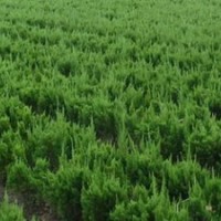 苗圃龍柏100萬。龍柏球10萬棵，高龍柏，龍柏球