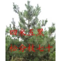 供應(yīng)各種黑松 側(cè)柏 油松