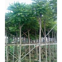 福建麻楝供應(yīng)商