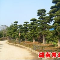 桂花價(jià)格、廣玉蘭價(jià)格、羅漢松價(jià)格、紅葉石楠價(jià)格、香樟價(jià)格、紅