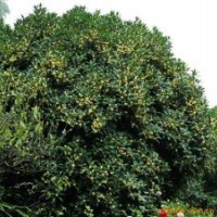 冠幅7米5桂花(移栽兩年)。80000。