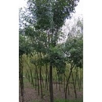 白蠟8-9cm 苗圃直銷