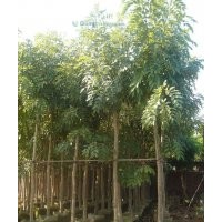 福建臘腸樹的價格，臘腸樹供應