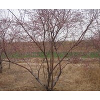 供山桃苗 山桃苗價格