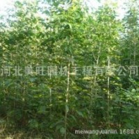 供應(yīng)速生白蠟