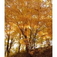 供應(yīng)精品蒙古櫟、五角楓等大規(guī)格綠化苗木