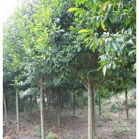 樂昌含笑價(jià)格，黃山欒樹價(jià)格，香泡價(jià)格