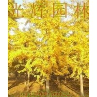 低價(jià)供應(yīng)銀杏樹(shù)