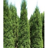 高15-350cm油松、塔柏、龍柏、黑松、蜀檜