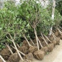 國(guó)槐、白蠟、法桐、欒樹、柳樹、泡桐、大皂角、柿子樹等