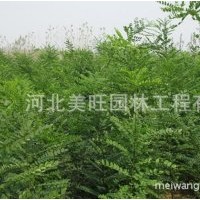 供應(yīng)優(yōu)質(zhì)國(guó)槐