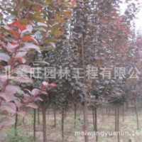 供應(yīng)優(yōu)質(zhì)紫葉李