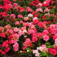 湖南杜鵑價(jià)格，春鵑，夏鵑，夏杜，春杜，西洋杜鵑，比利時(shí)杜鵑