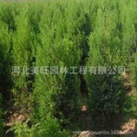 供應(yīng)側(cè)柏