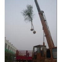 供應(yīng)白蠟 國(guó)槐 榆樹(shù) 柳樹(shù)等