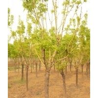 金枝白蠟大樹(shù)