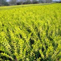 常年供應(yīng)各種色塊苗 紅葉小檗 金葉女貞 灑金柏 小龍柏 大葉黃楊