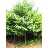 湖南樂昌含笑，樂昌含笑價格，樂昌含笑批發(fā)，