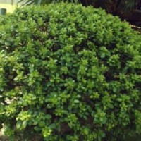 湖南海桐球，海桐小苗，海桐價格，歡迎選購