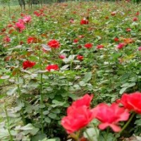 大量供應(yīng)：綠籬苗，彩籬苗，花籬苗，歡迎選購