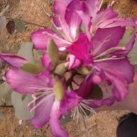 低價(jià)供應(yīng)8分8000棵宮粉紫荊