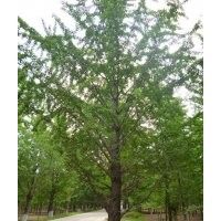 供應(yīng)銀杏大樹(shù)，精品大銀杏